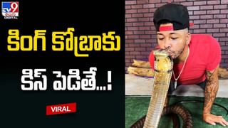 కోటి రూపాయల ఎద్దు .. వరదల్లో చిక్కి విలవిల్లాడింది