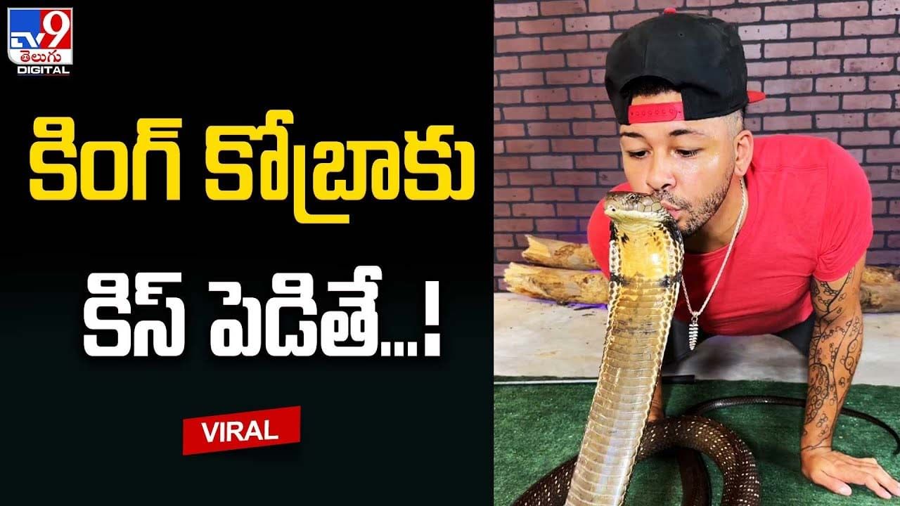 Viral Video: కింగ్ కోబ్రాకు కిస్.. నెటిజన్లు ఫైర్