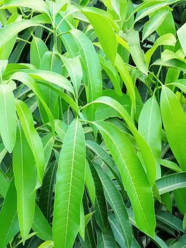 మామిడి ఆకులను తరుచు ఉపయోగించడం వల్ల కలిగే ప్రయోజనాలు.. TV9 Telugu