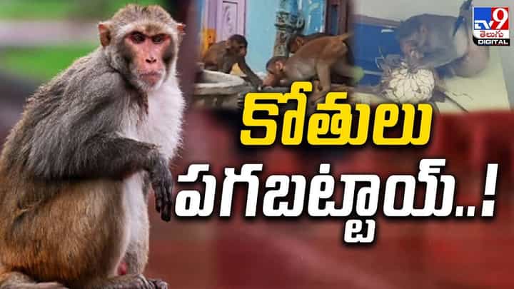 Viral Video: వెంటాడి.. వేటాడి.. వ్యక్తిపై కోతుల దాడి Viral Video: వెంటాడి.. వేటాడి.. వ్యక్తిపై కోతుల దాడి