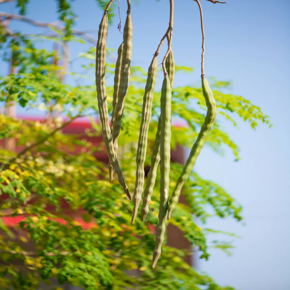 మొరింగ: గుండెను ఆరోగ్యం కోసం ఉపయోగపడే మరో మూలిక మొరింగ. దీనిలో కొలెస్ట్రాల్ స్థాయిని తగ్గించే లక్షణాలు ఉన్నాయి. మొరింగాను వాడుక భాషలో మునగ చెట్టు అంటారు. ఈ చెట్టు ఆకులు, కాయలు, పువ్వులు శతాబ్దాలుగా భారతీయ వంటల్లో ఉపయోగిస్తున్నారు. దీనిలో ఉండే యాంటీఆక్సిడెంట్ లక్షణాలు గుండెకు మేలు చేస్తుంది.