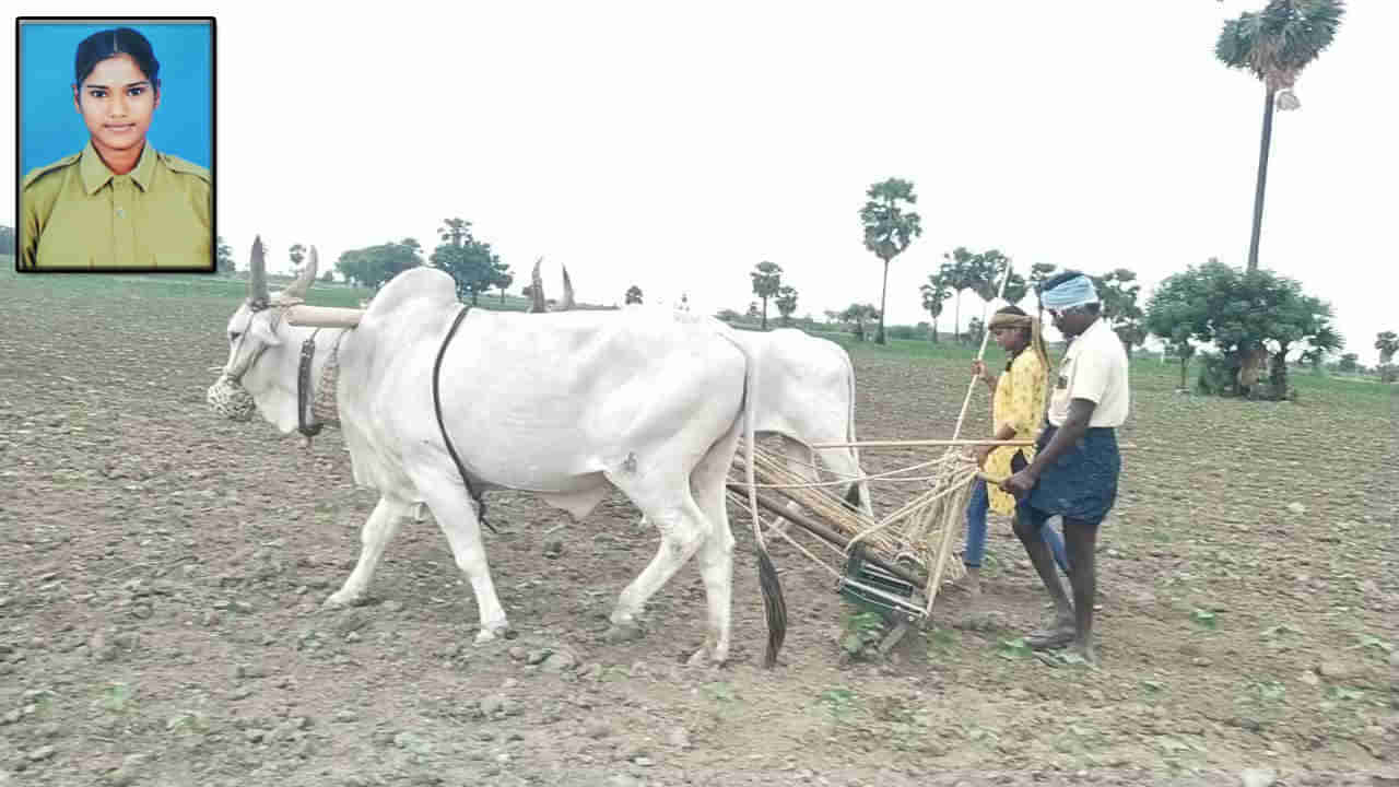 Telangana: తండ్రికి అండగా తనయ.. పత్తిచేలో దుక్కి దున్నుతూ తనవంతు సాయం.. శభాష్ అంటున్న గ్రామస్తులు..