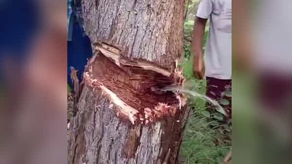 Neem Tree: అయ్ బాబోయ్ ఇదేంటి.. వేప చెట్టు నుంచి నీళ్లు వస్తున్నాయ్ ?