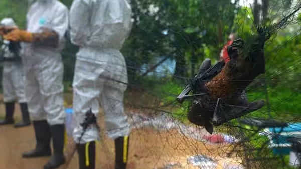 Nipah virus: కేరళ సహా తొమ్మిది రాష్ట్రాల గబ్బిలాలలో నిపా వైరస్.. ICMR షాకింగ్ అధ్యయనం..