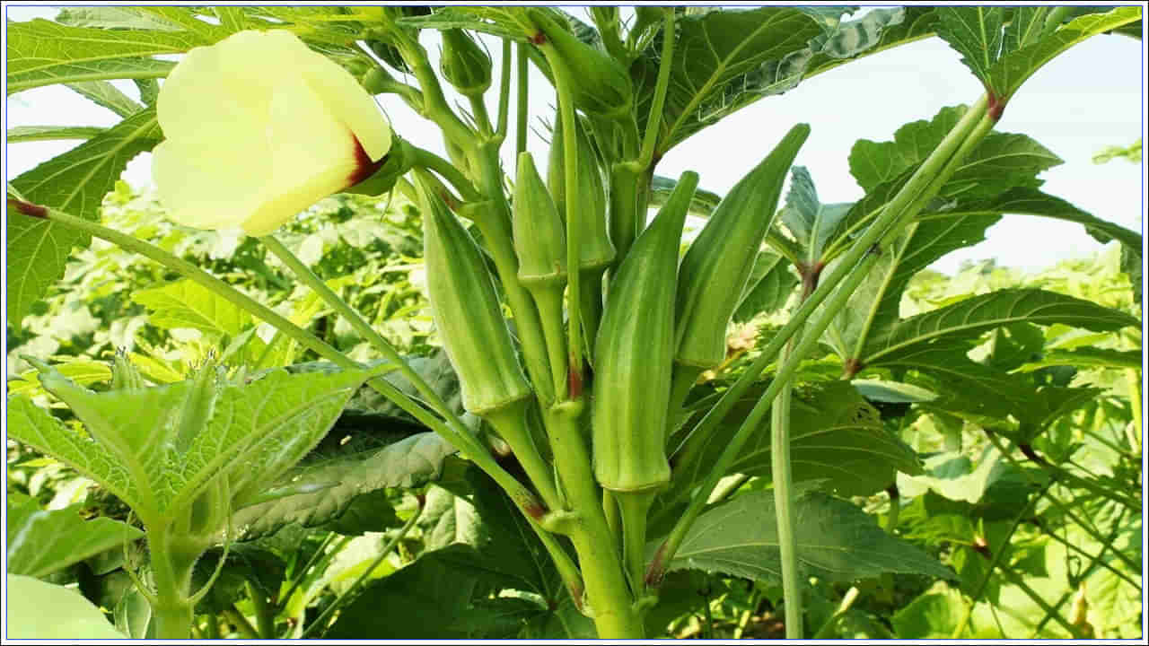 Okra Benefits: చీ బెండకాయనా అని పక్కన పెట్టేస్తున్నారా.. అయితే చాలా ప్రయోజనాలను మిస్ అవుతున్నట్లే!!