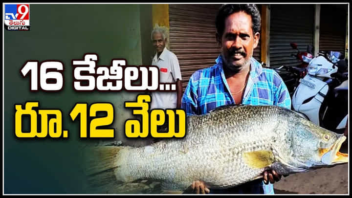Viral: మత్స్యకారులకు సిరులు కురిపిస్తున్న పండుగప్పలు.. వీడియో వైరల్. Viral: మత్స్యకారులకు సిరులు కురిపిస్తున్న పండుగప్పలు.. వీడియో వైరల్.