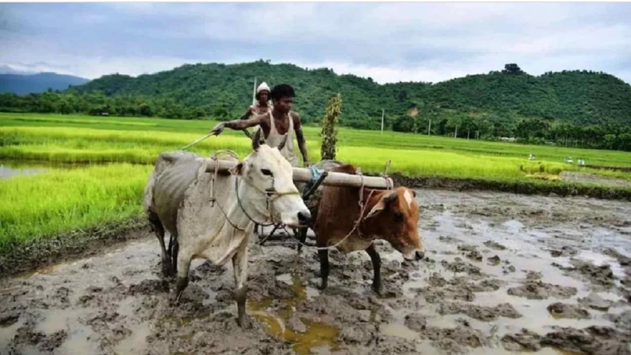 వరి నాటే ముందు రైతు సోదరులు పొలాన్ని దున్నాలి. దీని తరువాత, వాటిని బాగా ఎంపిక చేయడం ద్వారా పొలం నుండి కలుపు మొక్కలను తొలగించండి. అలా చేయకుంటే  దిగుబడిపై ప్రభావం చూపుతుంది. 