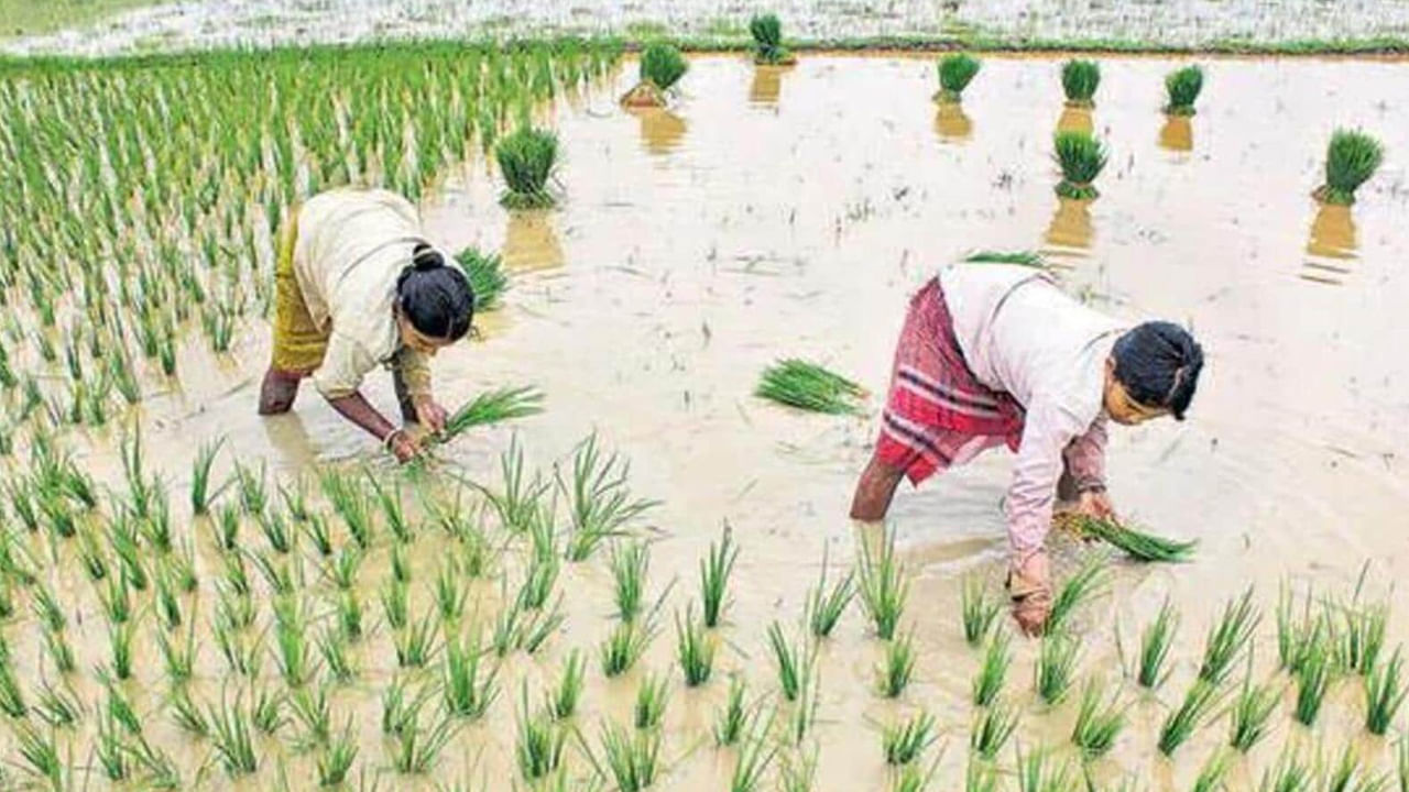 మన ఆహార భద్రత వరి పంటపై ఆధారపడి ఉంది. దేశానికే తెలుగు రాష్ట్రాలను అన్నపూర్ణేశ్వరిగా పిలుస్తారు. విరిని భారీ మొత్తంలో ఎగుమతి చేస్తున్న రాష్ట్రాలు మనవే కావడం విశేషం. అందుకే వరిసాగులో నాణ్యమైన విత్తన ఎంపిక నుంచి మొదలు వరి కోత వరకు సరైన యాజమాన్య మెళకువలు పాటిచాలి. దీంతో సాగు ఖర్చు తగ్గి మంచి దిగుబడులు లభిస్తుంది.