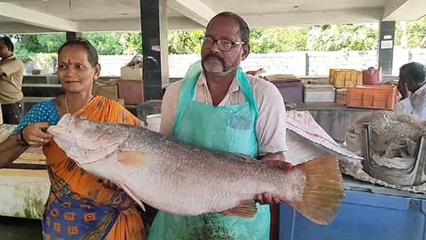 Yanam: గోదావరిలో వలకు చిక్కిన భారీ పండుగప్ప.. రేటు ఎంత పలికిందో తెల్సా..?