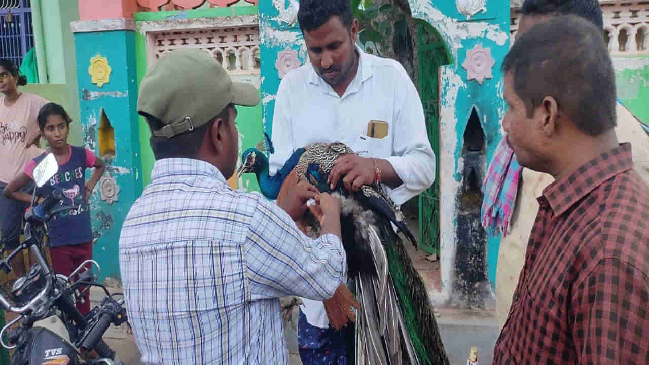 Peacock: అయ్యో పాపం.. కళ్లు కనిపించక గ్రామంలోకి వచ్చిన నెమలి.. చికిత్స చేస్తున్న వైద్యులు