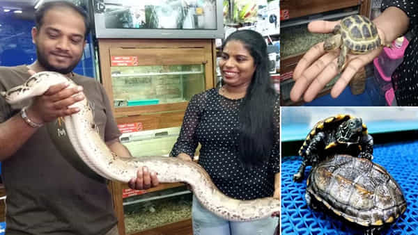 Bengaluru: సిలికాన్ సిటీలో నయా ట్రెండ్.. పెంపుడు జంతువులుగా కొండచిలువలు.. ఈ అర్హతలన్నీ ఉంటేనే..
