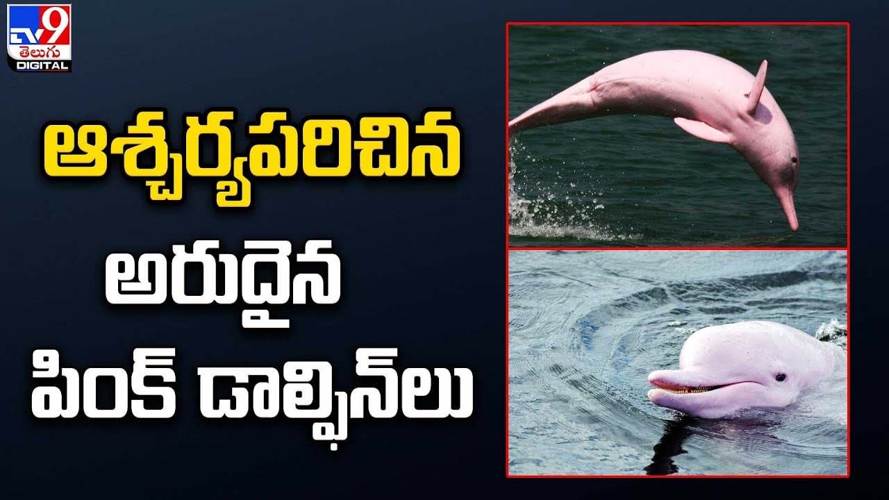 Pink Dolphin: ఆశ్చర్యపరిచిన అరుదైన పింక్ డాల్ఫిన్‌లు !!