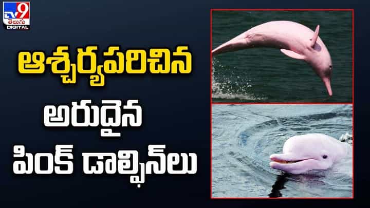 Pink Dolphin: ఆశ్చర్యపరిచిన అరుదైన పింక్ డాల్ఫిన్లు !! Pink Dolphin: ఆశ్చర్యపరిచిన అరుదైన పింక్ డాల్ఫిన్లు !!