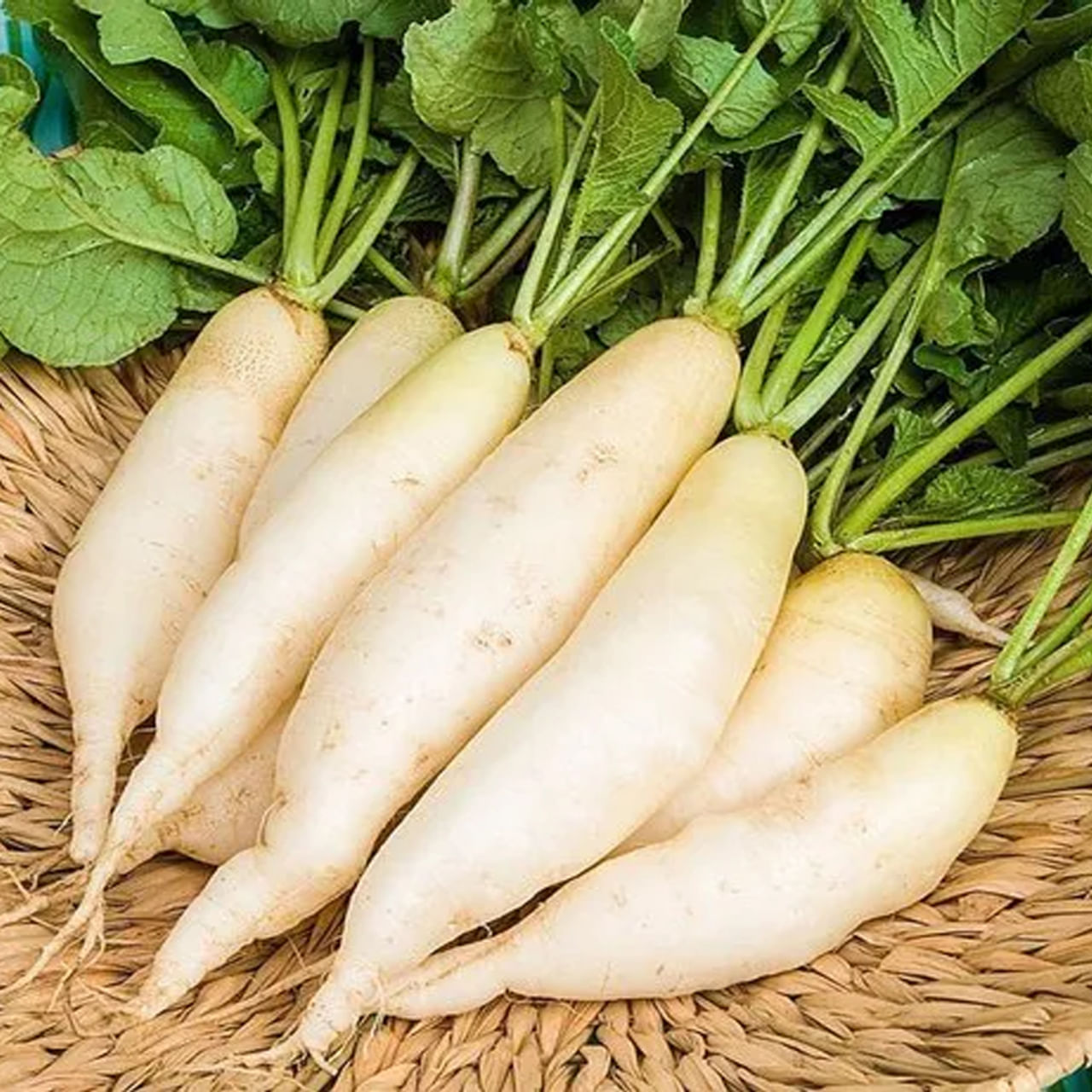 ప్రస్తుత ఆహారపు అలవాట్లు, జీవన శైలి కారణంగా చాలా మంది ఆరోగ్య సమస్యలతో సతమతమవుతున్నారు. ముఖ్యంగా తినే ఆహారంలో పోషకాలు సరిపడా లేకపోవడం దీనికి కారణం. అయితే పోషకాలతో కూడిన దుంపకూరలను తీసుకోవడం వల్ల అనేక ఆరోగ్య ప్రయోజనాలు ఉన్నాయని చెబుతూంన్సరు పోషకాహార నిపుణులు. ఆలుగడ్డ, చిలగడదుంప, చామగడ్డతో పాటు ముల్లంగిలో శరీరానికి కావలసిన ప్రోటీన్లు, మినరల్స్, కార్బోహైడ్రేట్లు, కేలరీలు లభిస్తాయి.