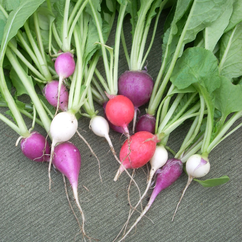 చాలామంది సాంబారులో  తినే ముల్లంగి ముక్కలను ఇష్టంగా తింటారు.ఈ ముల్లంగి కేవలం రుచికి మాత్రమే కాదు ఆరోగ్య ప్రయోజనాలు కూడా దాగి ఉన్నాయి. అందరికి  అందుబాటులో ఉన్న కూర‌గాయల్లో ముల్లంగి ఒక‌టి. ఇది ఘాటైన వాస‌న‌, రుచిని క‌లిగి ఉంటుంది. ముల్లంగిని తినేందుకు చాలా మంది ఇష్ట‌ప‌డ‌రు. అందుకు దీనిలో ఆరోగ్యానికి కలిగే ప్రయోజనాలు కూడా ఒక కారణం. ముల్లంగిని తిన‌డం వ‌ల్ల మ‌న‌కు కలిగే ప్రయోజనాలేంటో ఇప్పుడు తెలుసుకుందాం.