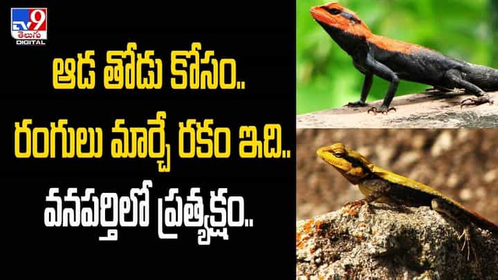 ఆడ తోడు కోసం.. రంగులు మార్చే రకం ఇది !! ఆడ తోడు కోసం.. రంగులు మార్చే రకం ఇది !!