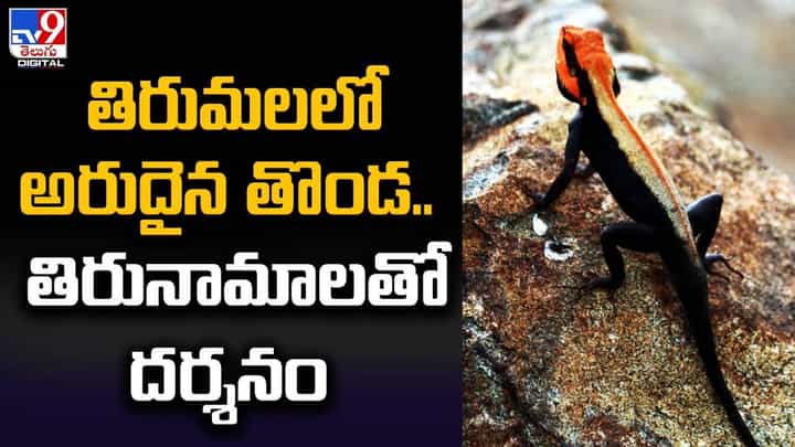 తిరుమలలో అరుదైన తొండ.. తిరునామాలతో దర్శనం తిరుమలలో అరుదైన తొండ.. తిరునామాలతో దర్శనం