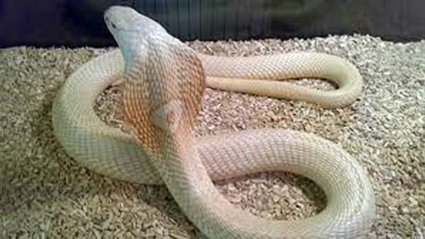 Albino Cobra : భారీ వర్షానికి ప్రత్యక్షమైన అరుదైన పాము.. నేలపై మెల్లగా పాకుతుండగా..