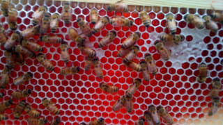 Bizarre: డోర్ ముందు గిఫ్ట్ బాక్స్.. ఓపెన్ చేయగా ‘ప్రైవేట్ పార్ట్’.. లెటర్ చదివి మైండ్ బ్లాంక్..