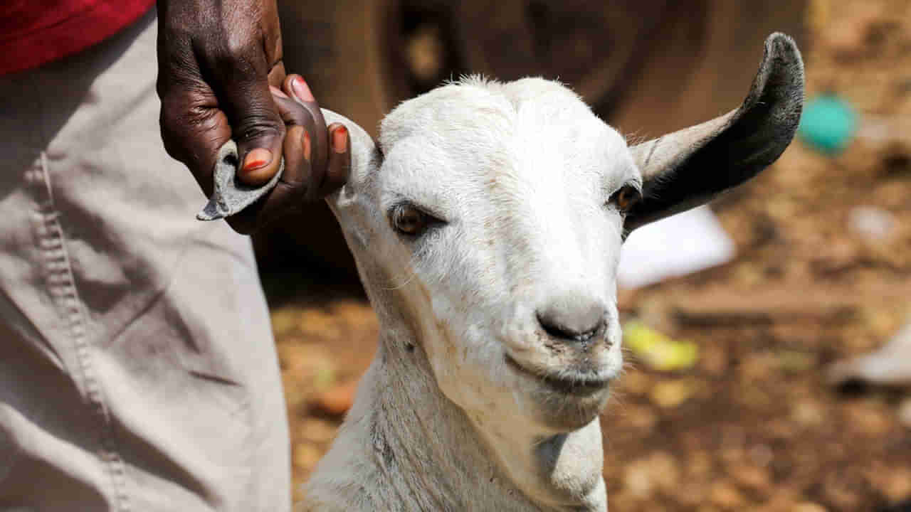 Goats Eye: మనిషి ప్రాణం తీసిన మేక కన్ను.. నమ్మశక్యం కాని రీతిలో మృత్యుఒడికి.. పూర్తి వివరాలివే..
