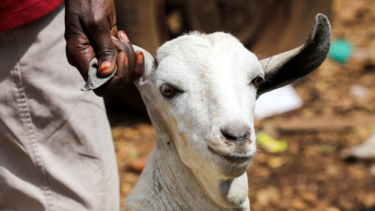 Goat's Eye: మనిషి ప్రాణం తీసిన మేక కన్ను.. నమ్మశక్యం కాని రీతిలో మృత్యుఒడికి.. పూర్తి వివరాలివే..