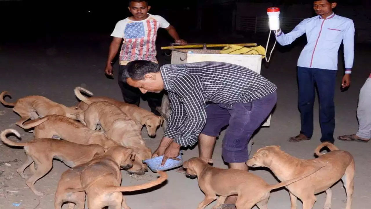 Street Dogs: ఆ గ్రామంలో వీధి కుక్కలు కోటీశ్వరులు.. రూ. 90 కోట్ల మేర ఆస్తులు..