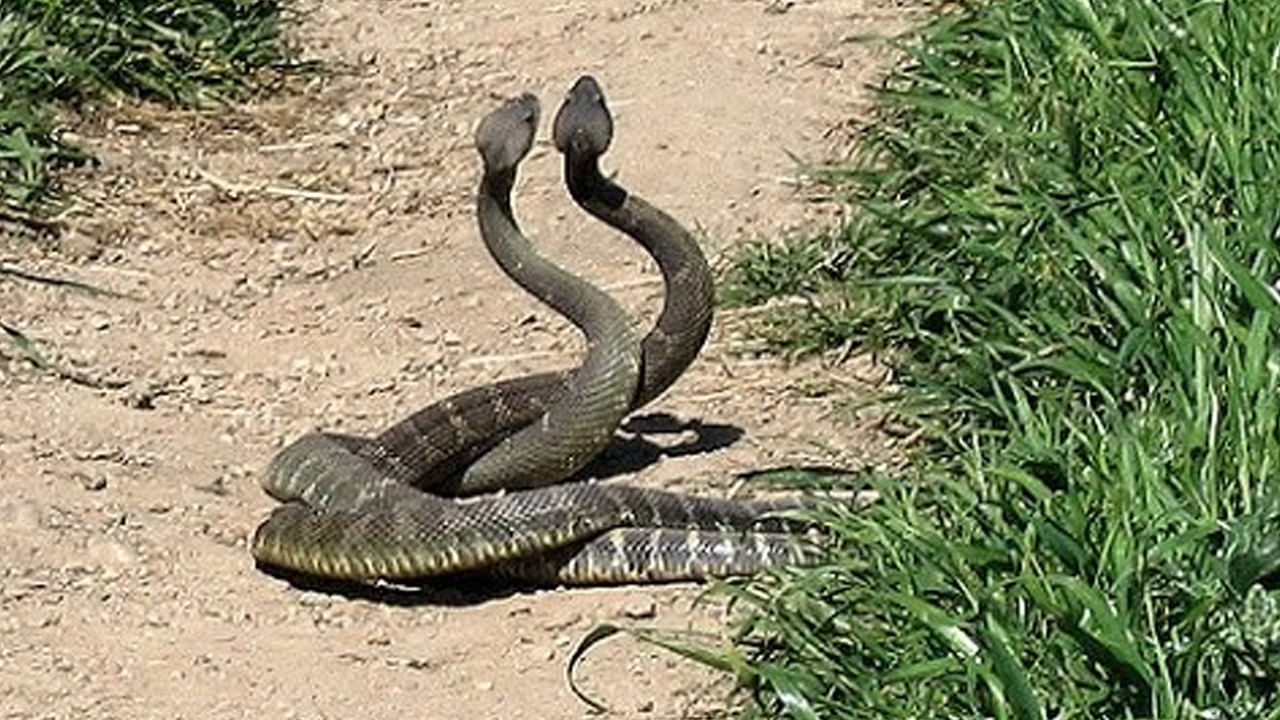 Snake Romance: పాములు నిజంగా ప్రేమించుకుంటాయా.. డిస్ట్రబ్ చేస్తే పగ పడతాయా? ఇంట్రస్టింగ్ ఫ్యాక్ట్స్ మీకోసం..