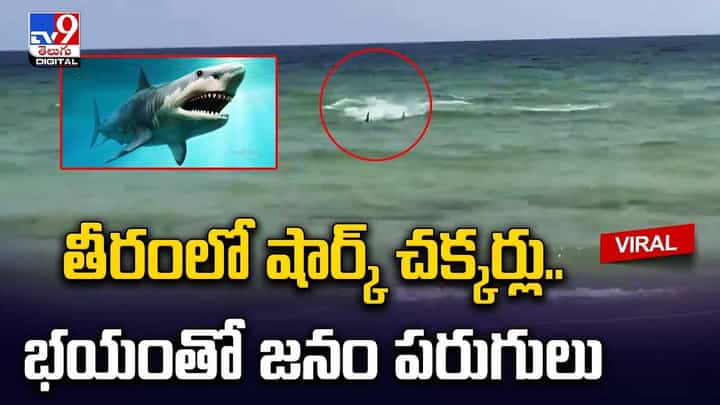 తీరంలో షార్క్ చక్కర్లు.. భయంతో జనం పరుగులు.. తీరంలో షార్క్ చక్కర్లు.. భయంతో జనం పరుగులు..