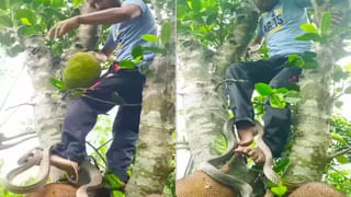 Free Tomato: నా ఆటోలో ప్రయాణిస్తే కిలో టమాటాలు ఫ్రీ.. ఫ్రీ.. కానీ ఓ కండీషన్ పెట్టాడు.. అదేంటంటే..