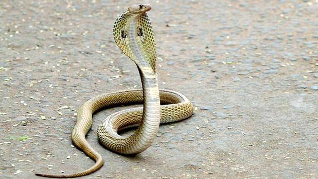 గత కొద్ది రోజులుగా FoSS వాలంటీర్లు అనేక పాములను రక్షించి.. సురక్షిత ప్రాంతాల్లో వదిలిపెడుతున్నారని తెలిపారు. వర్షాల నాటినుంచి.. FoSS గత వారంలో రోజుకు దాదాపు 250 కాల్‌లను స్వీకరిస్తోందని.. వెంటనే అప్రమత్తమై పాములను రెస్క్యూ చేస్తున్నట్లు తెలిపారు. ఎక్కువగా పాములు హౌసింగ్ కాంపౌండ్స్‌లో కనిపిస్తున్నాయని తెలిపారు. 