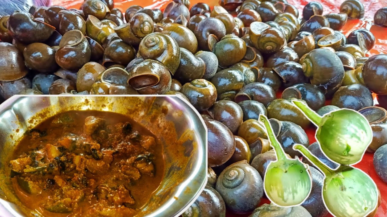 Snail Curry: నత్తల కూర ఎప్పుడైనా తిన్నారా.. అదిరే టేస్ట్.. అంతకుమించి పోషకాలు