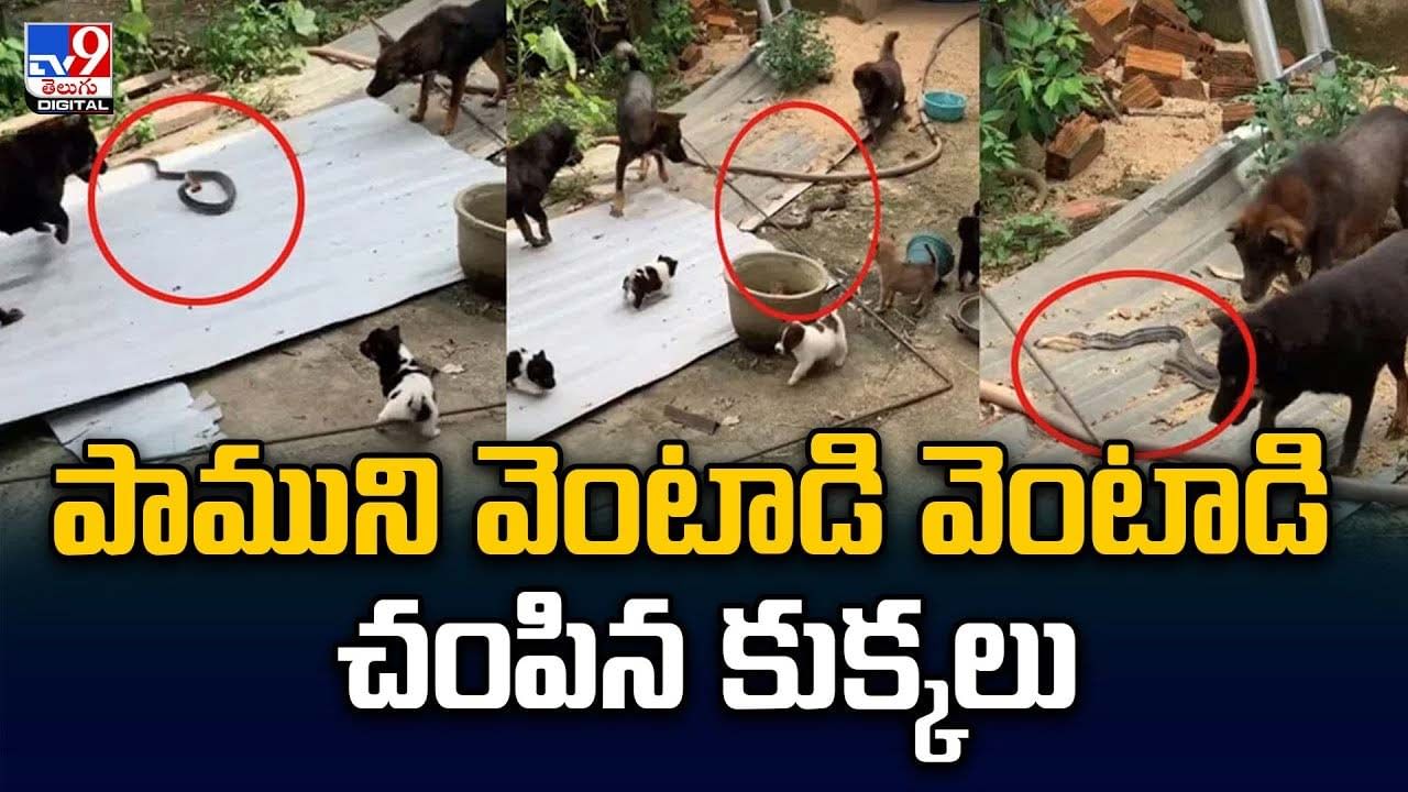 Vial Video: పాముని వెంటాడి వెంటాడి చంపిన కుక్కలు