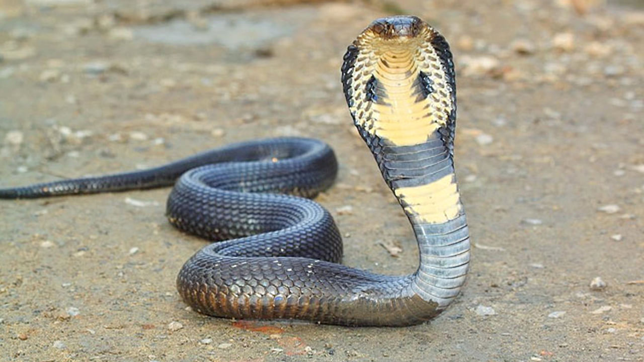 Hyderabad: బాబోయ్.. హెల్ప్ చేయండి ప్లీజ్.. స్నేక్ రాజాలతో బెంబేలెత్తుతున్న హైదరాబాదీలు..