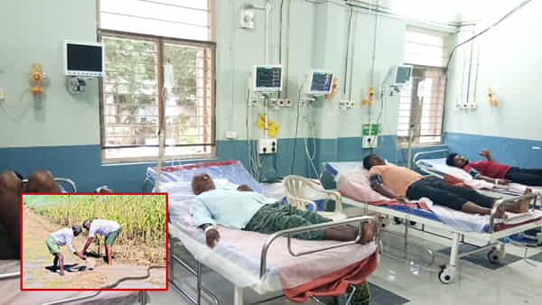 Andhra Pradesh: దివిసీమలో పెరుగుతున్న పాము కాటు కేసులు.. వ్యవసాయ పనుల్లో అప్రమత్తంగా ఉండాలని హెచ్చరిక..