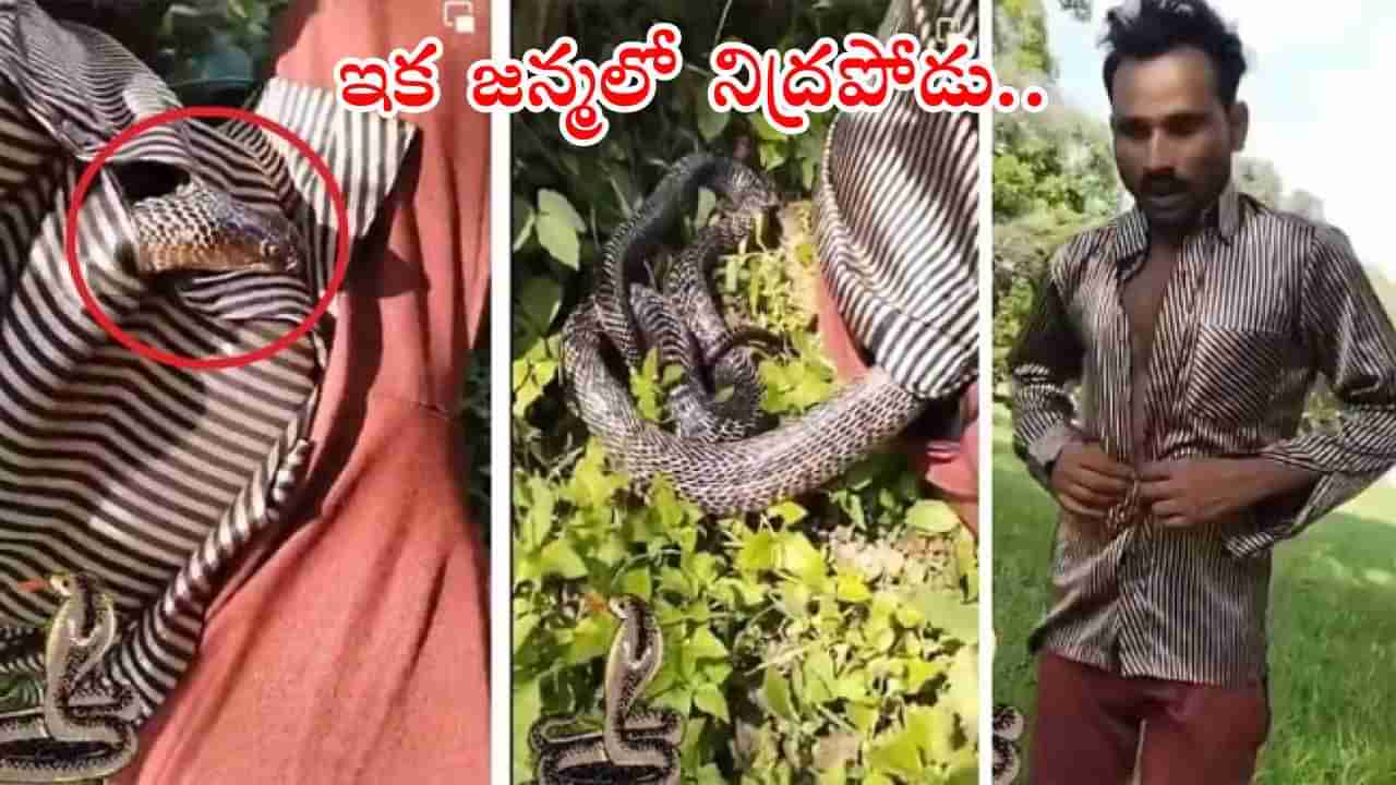 Viral Video: పా..పా.. పాము! వాయమ్మో రక్షించండి చెట్టు కింద నిద్రపోతున్న వ్యక్తి చొక్కాలో దూరిన కోబ్రా..