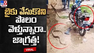 చెత్త ఏరుకునే మహిళకు సాయం చేస్తున్న శునకం.. కుక్క చేసిన పనికి నెటిజన్లు ఫిదా