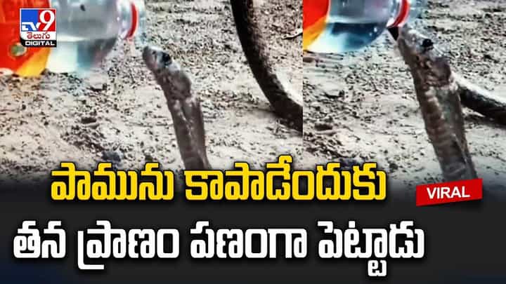 పామును కాపాడేందుకు తన ప్రాణం పణంగా పెట్టాడు !! పామును కాపాడేందుకు తన ప్రాణం పణంగా పెట్టాడు !!