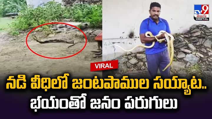 నడి వీధిలో జంటపాముల సయ్యాట..భయంతో జనం పరుగులు నడి వీధిలో జంటపాముల సయ్యాట..భయంతో జనం పరుగులు