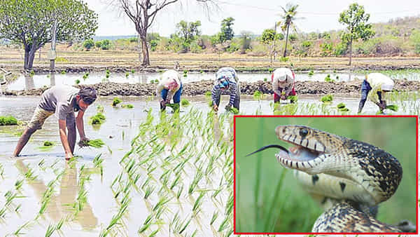 రైతన్నలను వణికిస్తున్న సర్పరాజులు.. పాముకాట్లను చూసి భయాందోళనలో కర్షకులు.. ఆ ఒక్క హాస్పిటల్లోనే 350 కేసులు..