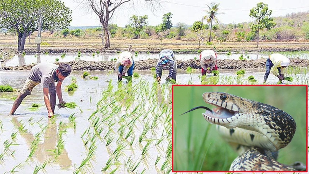 రైతన్నలను వణికిస్తున్న సర్పరాజులు.. పాముకాట్లను చూసి భయాందోళనలో కర్షకులు.. ఆ ఒక్క హాస్పిటల్‌లోనే 350 కేసులు..