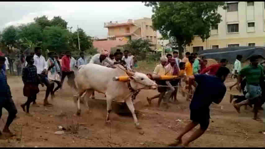 Stone Pulling: పుట్టపర్తిలో రాతి దూలం లాగుడు పోటీలు.. ఒంటెద్దు, జోడెద్దులతో పాల్గొన్న రైతన్నలు..