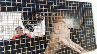 Maharashtra Politics: సీఎం కుర్చీపై అజిత్ పవార్ కన్ను.. గేమ్ ఛేంజర్లుగా మారే ఆ 5 మంది ఎమ్మెల్యేలు ఎవరు..