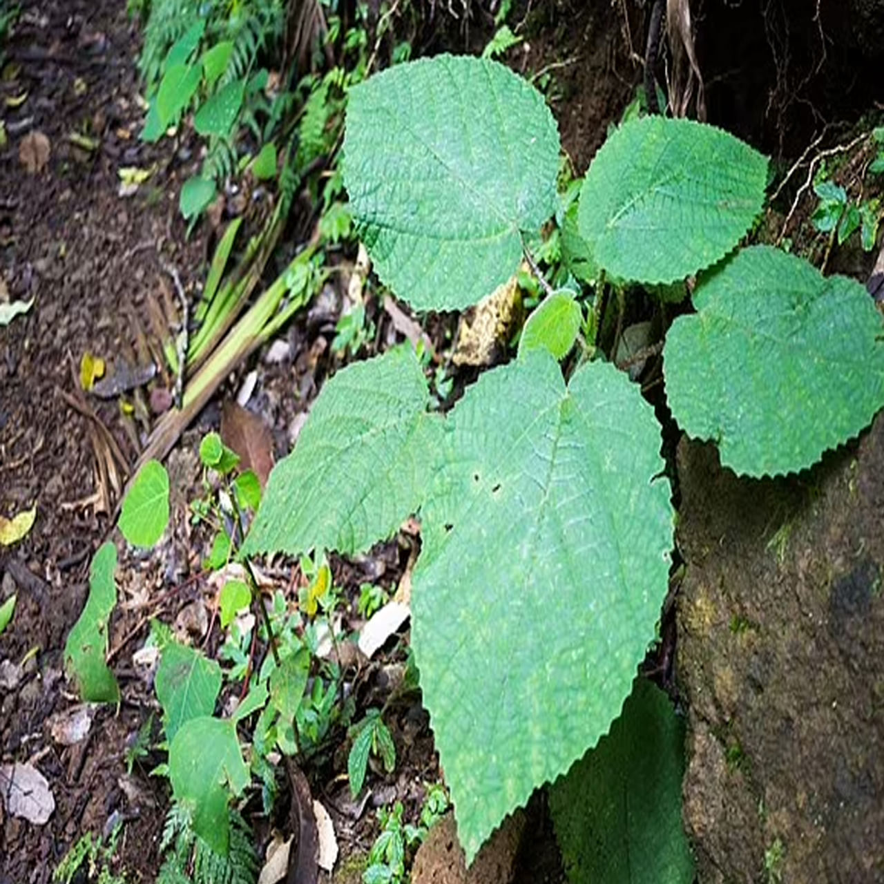 మొక్కల్లో అత్యంత ప్రమాదకరమైన మొక్కల్లో ఒకటి గింపి-గింపి మొక్కలు. వీటి ఆకుని పొరపాటున కూడా తాకిన భయంకరమైన నొప్పి వస్తుందట. ఈ నొప్పిని భరించడం కంటే ఆత్మహత్య చేసుకోవడం బెటర్ అనే ఫీలింగ్ కూడా వస్తుందట. ఈ మొక్కలు ఆస్ట్రేలియా దేశంలో ఎక్కువగా కనిపిస్తాయి.