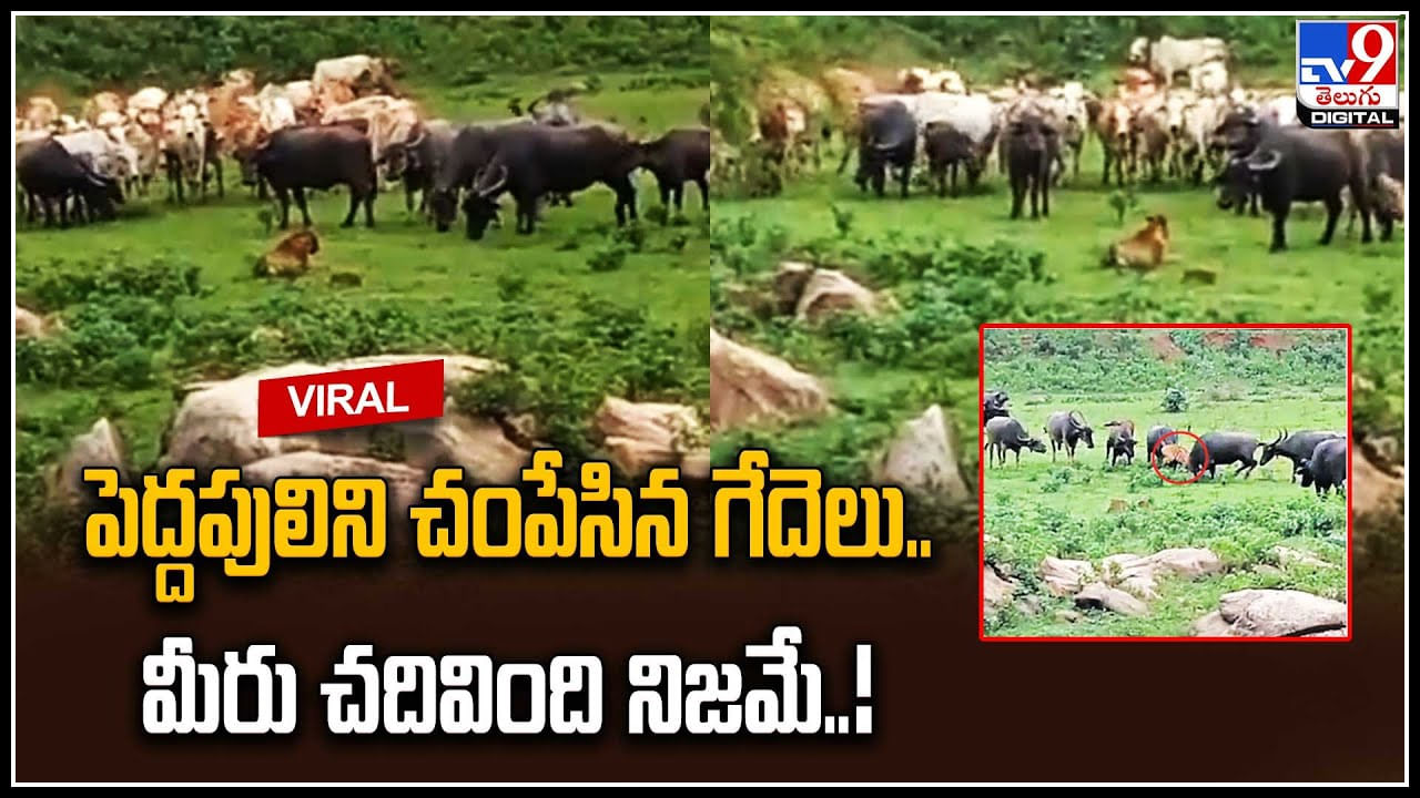 Buffaloes - Tiger: మీరు చదివింది నిజమే..! ఐకమత్యమే బలం అని ఇందుకే అన్నారేమో..