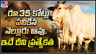 Viral Video: అర్ధరాత్రి అడవిలో తండ్రి శవం పక్కనే చిన్నారి.. అలా ఏడుస్తూనే..