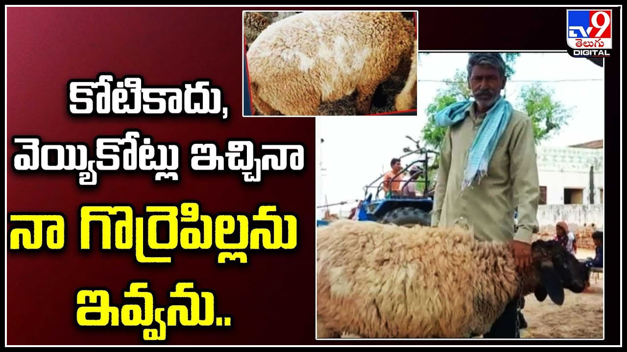 Sheep Cost:  కోటికాదు, వెయ్యికోట్లు ఇచ్చినా నా గొర్రెపిల్లను ఇవ్వను.. యజమాని.