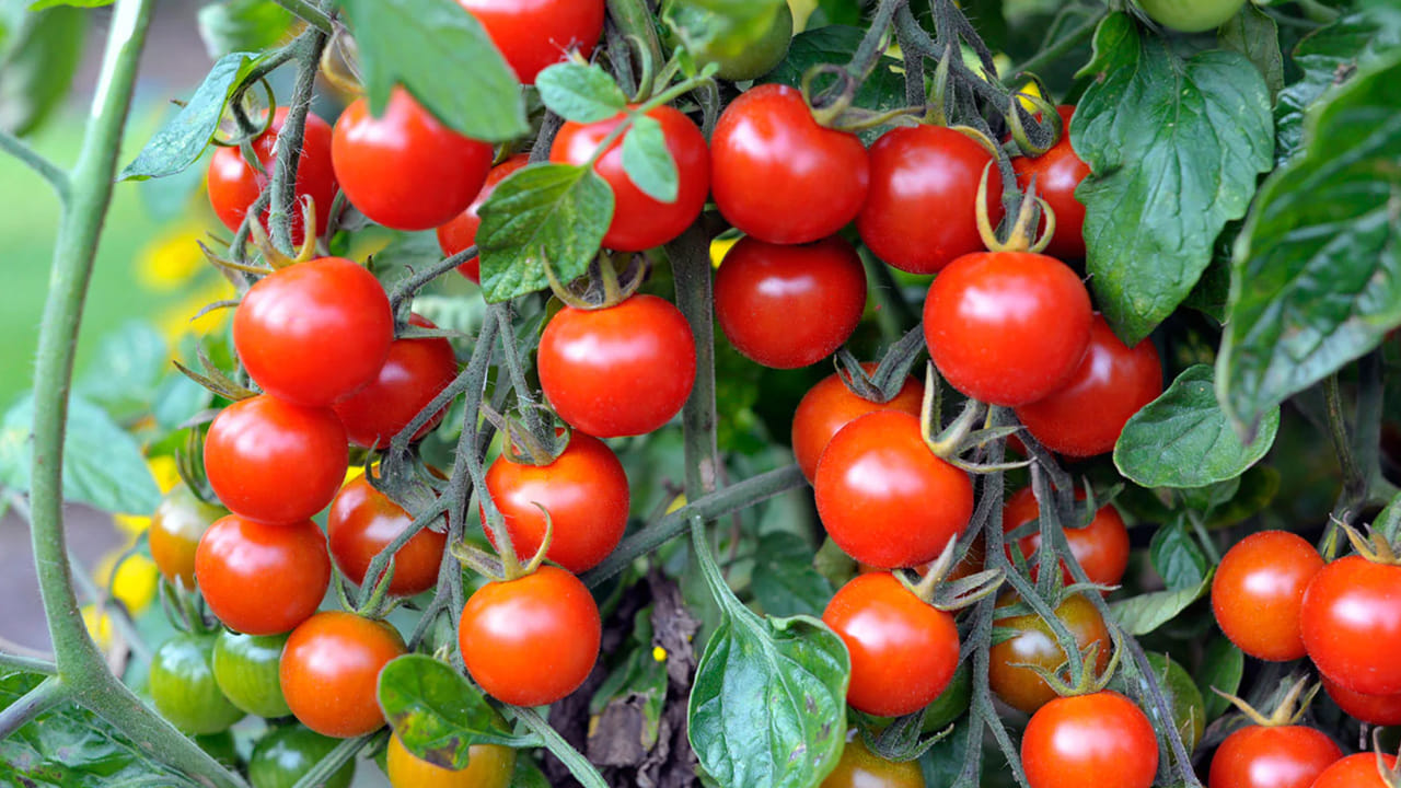 Tomato Price భయపెట్టిస్తున్న టమాటా.. కిలో ధర రూ. 250.. ఎక్కడో తెలుసా