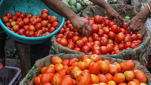 Tomato Price: టమోటా దొంగలొస్తున్నారు జాగ్రత్త.. పెరిగిన ధరల ఎఫెక్ట్.. పలు రాష్ట్రాల్లో టమోటా పంటల లూటీ..