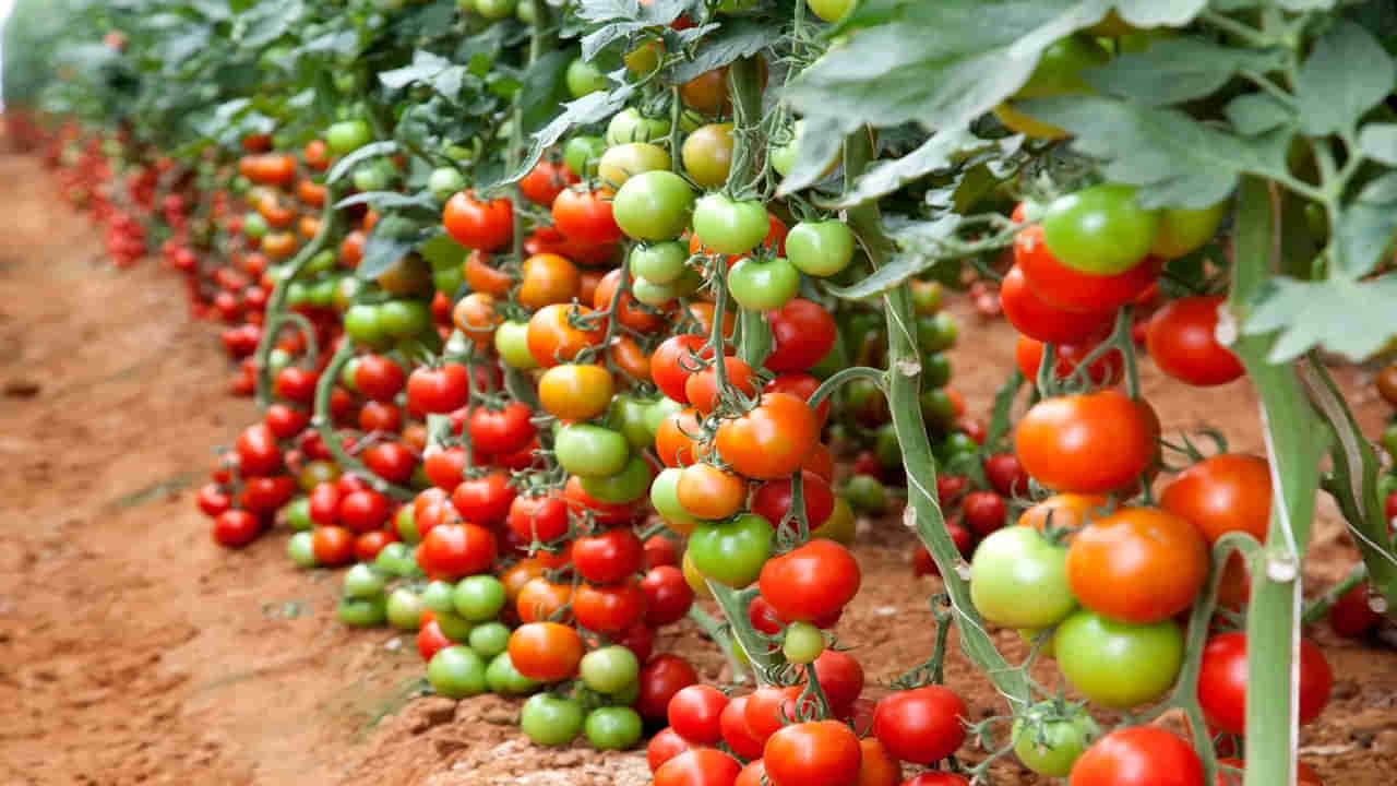 Business Ideas: లక్షలు లక్షలు సంపాదించే అవకాశం.. ఇలా సాగు చేస్తే మరిన్ని లాభాలు..