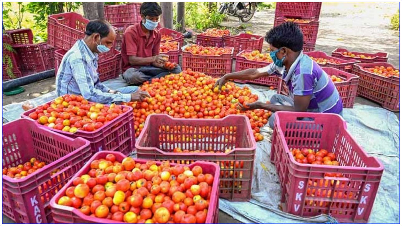 ఆంధ్రప్రదేశ్, కర్ణాటక, మహారాష్ట్రల నుంచి టమోటాలను కొనుగోలు చేయాలని వినియోగదారుల వ్యవహారాల శాఖ నిర్ణయించి, టమోటా ధరలను కట్టడి చేసేందుకు ఎక్కువ వినియోగం ఉన్న పంపిణీ కేంద్రాలకు పంపిణీ చేయాలని నిర్ణయించింది. ఢిల్లీ-ఎన్‌సీఆర్‌లోని వినియోగదారులకు తగ్గింపు ధరలకు టమోటాలు పంపిణీ చేయబడతాయి. నాఫెడ్ ఈ రాష్ట్రాల నుంచి టమాట కొనుగోలు చేస్తుంది. 